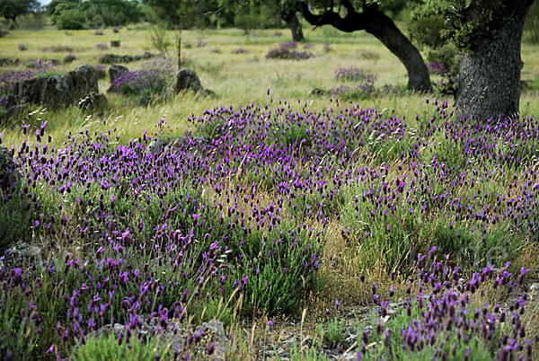 Schopf-Lavendel (Lavandula stoechas)