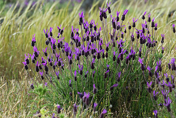 Schopf-Lavendel (Lavandula stoechas)