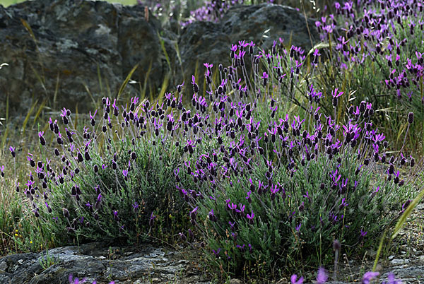 Schopf-Lavendel (Lavandula stoechas)