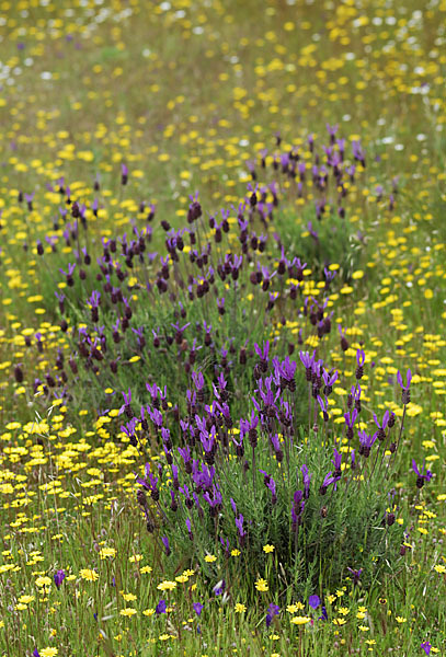 Schopf-Lavendel (Lavandula stoechas)