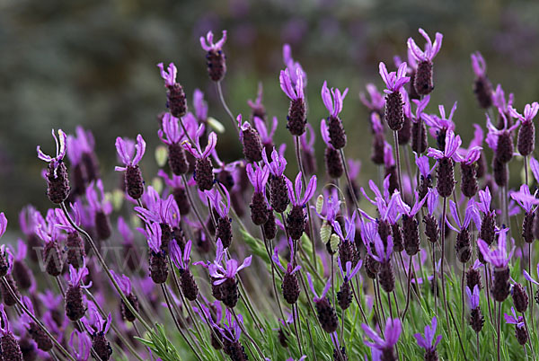 Schopf-Lavendel (Lavandula stoechas)