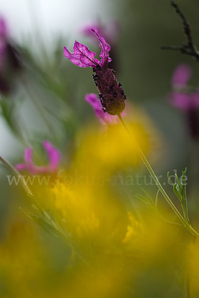 Schopf-Lavendel (Lavandula stoechas)