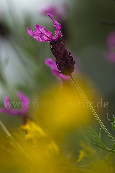 Schopf-Lavendel (Lavandula stoechas)