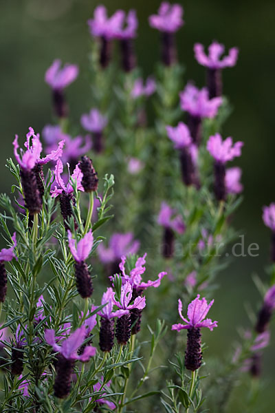 Schopf-Lavendel (Lavandula stoechas)