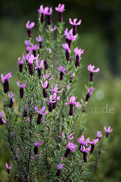 Schopf-Lavendel (Lavandula stoechas)