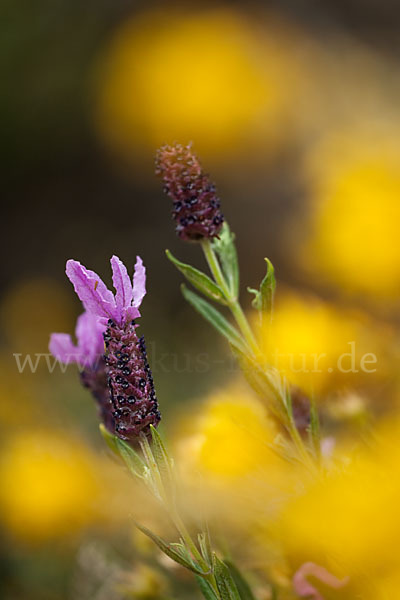 Schopf-Lavendel (Lavandula stoechas)