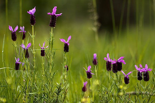 Schopf-Lavendel (Lavandula stoechas)