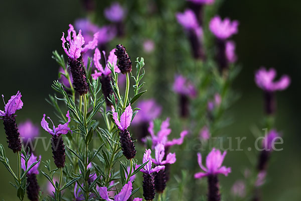 Schopf-Lavendel (Lavandula stoechas)