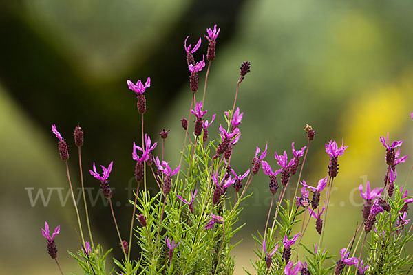 Schopf-Lavendel (Lavandula stoechas)