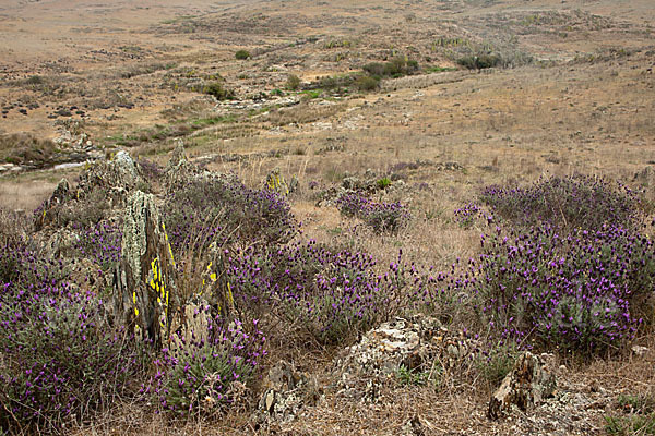 Schopf-Lavendel (Lavandula stoechas)