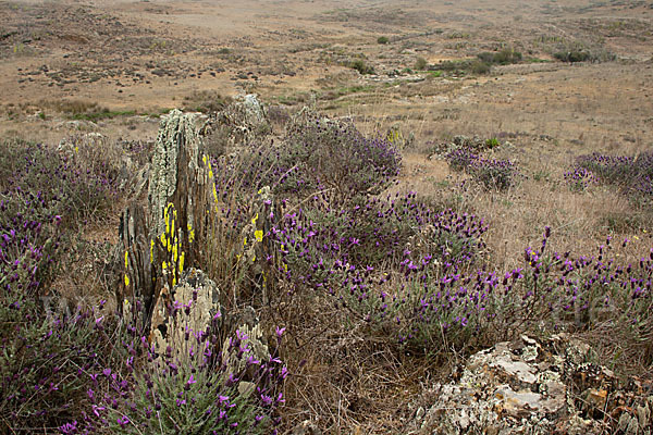 Schopf-Lavendel (Lavandula stoechas)