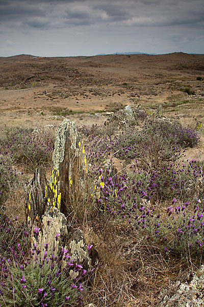 Schopf-Lavendel (Lavandula stoechas)