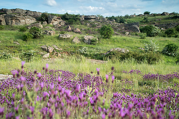 Schopf-Lavendel (Lavandula stoechas)