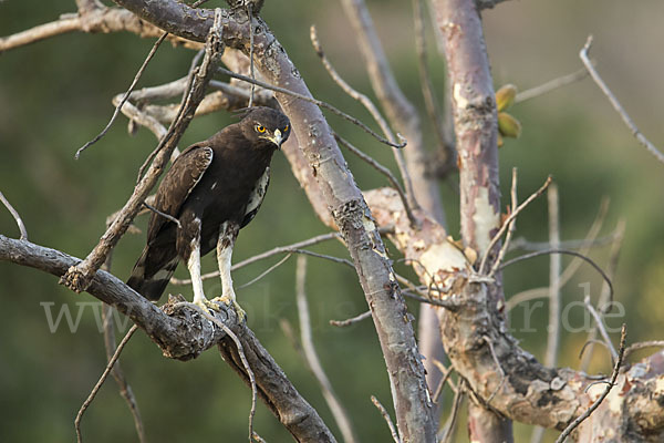 Schopfadler (Lophaetus occipitalis)