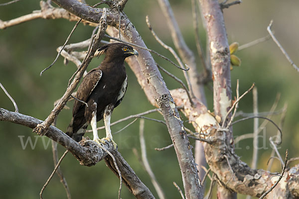 Schopfadler (Lophaetus occipitalis)