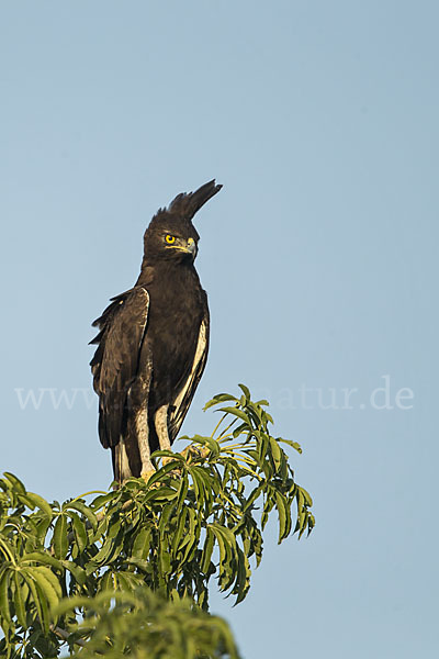 Schopfadler (Lophaetus occipitalis)