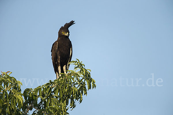 Schopfadler (Lophaetus occipitalis)