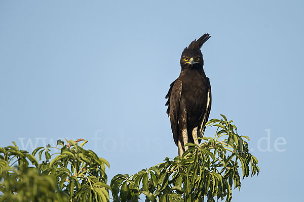 Schopfadler (Lophaetus occipitalis)