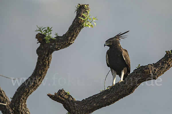 Schopfadler (Lophaetus occipitalis)