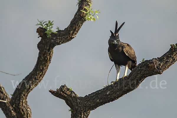 Schopfadler (Lophaetus occipitalis)