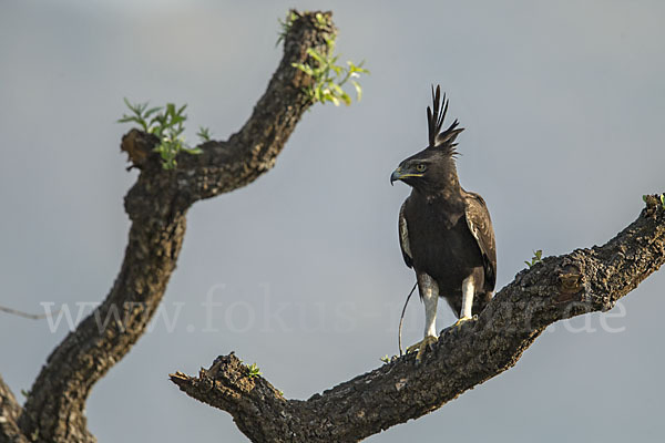 Schopfadler (Lophaetus occipitalis)