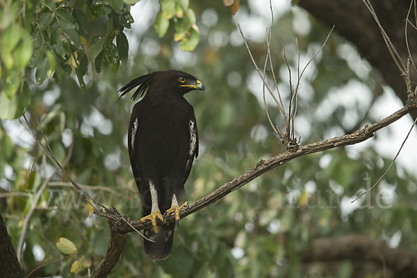 Schopfadler (Lophaetus occipitalis)