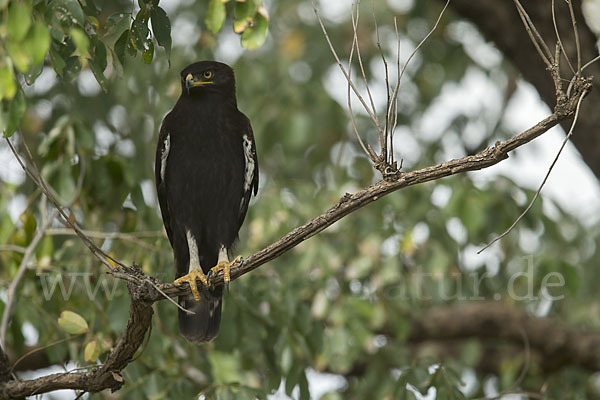 Schopfadler (Lophaetus occipitalis)