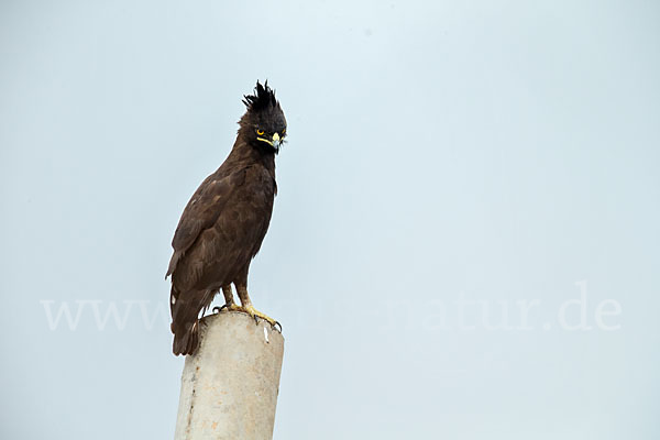 Schopfadler (Lophaetus occipitalis)