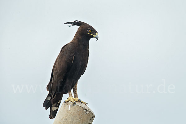 Schopfadler (Lophaetus occipitalis)