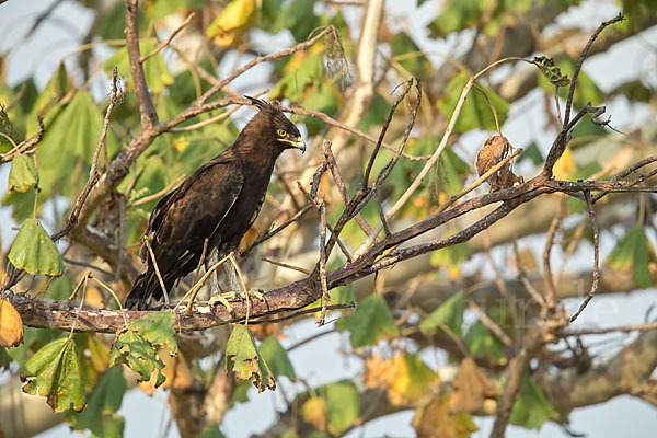 Schopfadler (Lophaetus occipitalis)