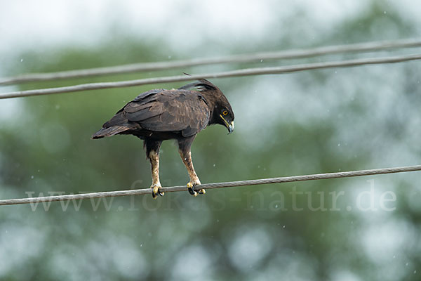 Schopfadler (Lophaetus occipitalis)