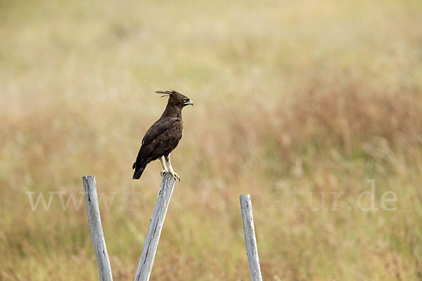 Schopfadler (Lophaetus occipitalis)