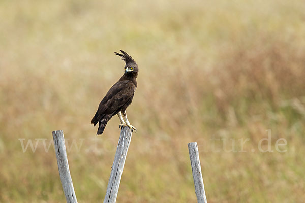 Schopfadler (Lophaetus occipitalis)