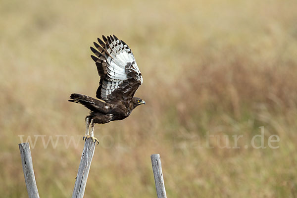 Schopfadler (Lophaetus occipitalis)