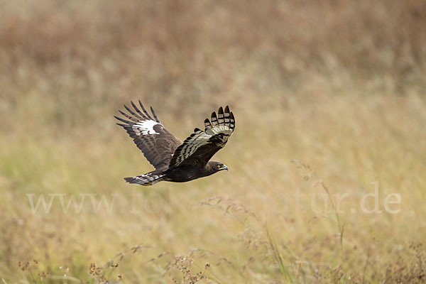 Schopfadler (Lophaetus occipitalis)