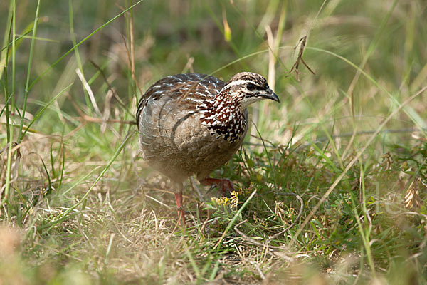 Schopffrankolin (Francolinus sephaena)