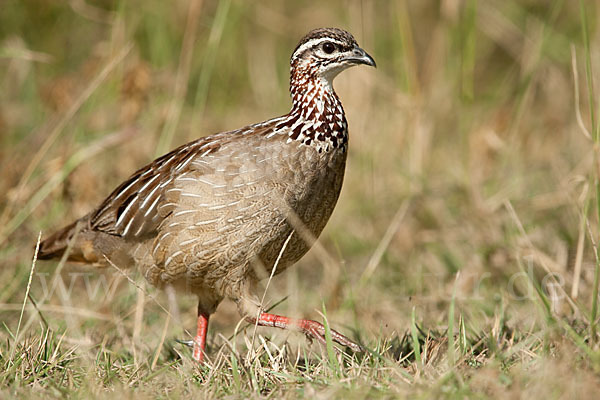 Schopffrankolin (Francolinus sephaena)