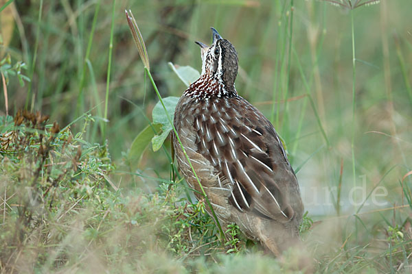 Schopffrankolin (Francolinus sephaena)