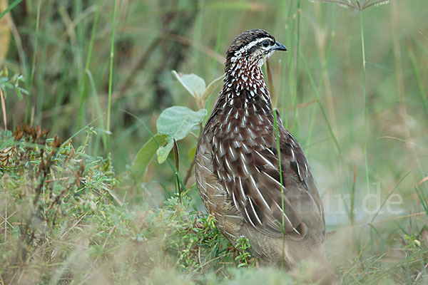 Schopffrankolin (Francolinus sephaena)