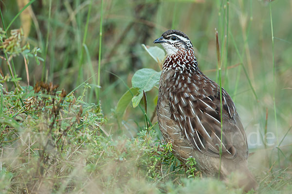 Schopffrankolin (Francolinus sephaena)