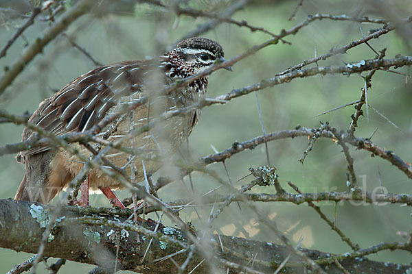 Schopffrankolin (Francolinus sephaena)