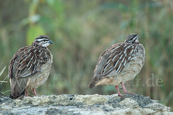 Schopffrankolin (Francolinus sephaena)