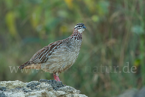 Schopffrankolin (Francolinus sephaena)