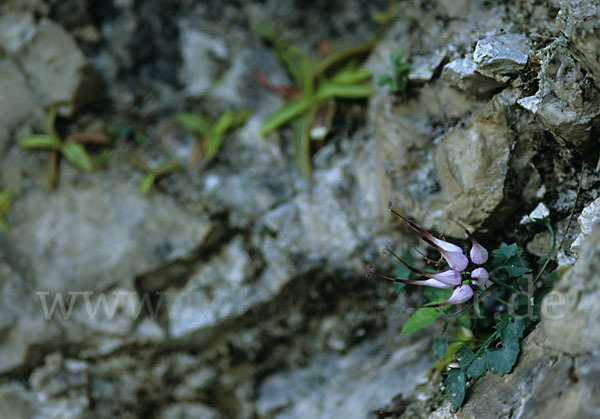 Schopfige Teufelskralle (Physoplexis comosa.)