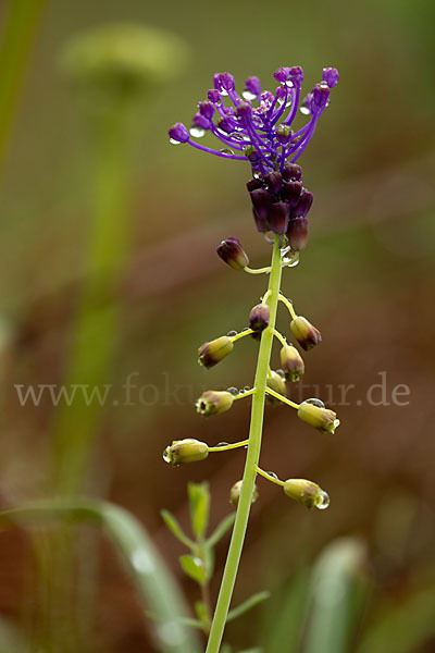 Schopfige Traubenhyazinthe (Muscari comosum)