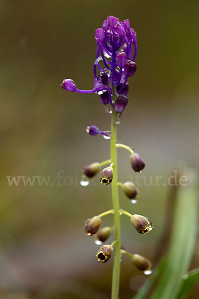 Schopfige Traubenhyazinthe (Muscari comosum)