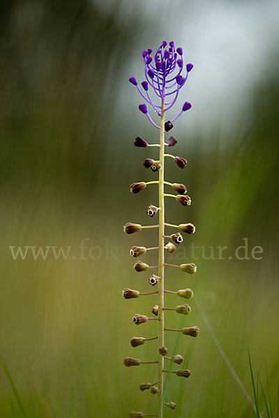 Schopfige Traubenhyazinthe (Muscari comosum)