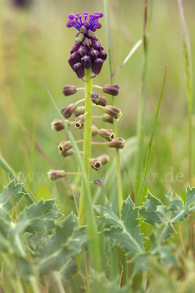 Schopfige Traubenhyazinthe (Muscari comosum)