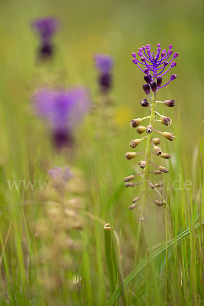 Schopfige Traubenhyazinthe (Muscari comosum)