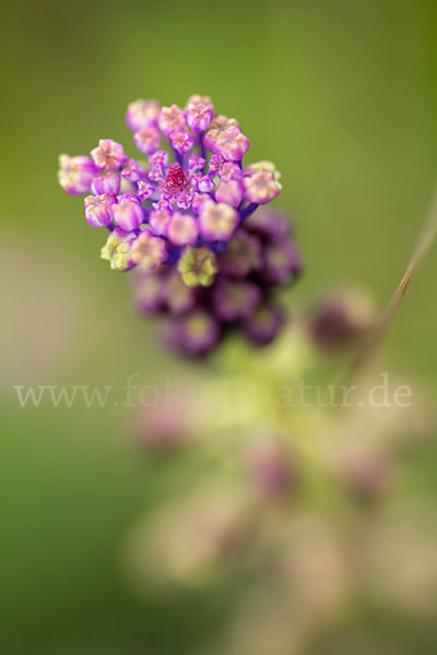 Schopfige Traubenhyazinthe (Muscari comosum)